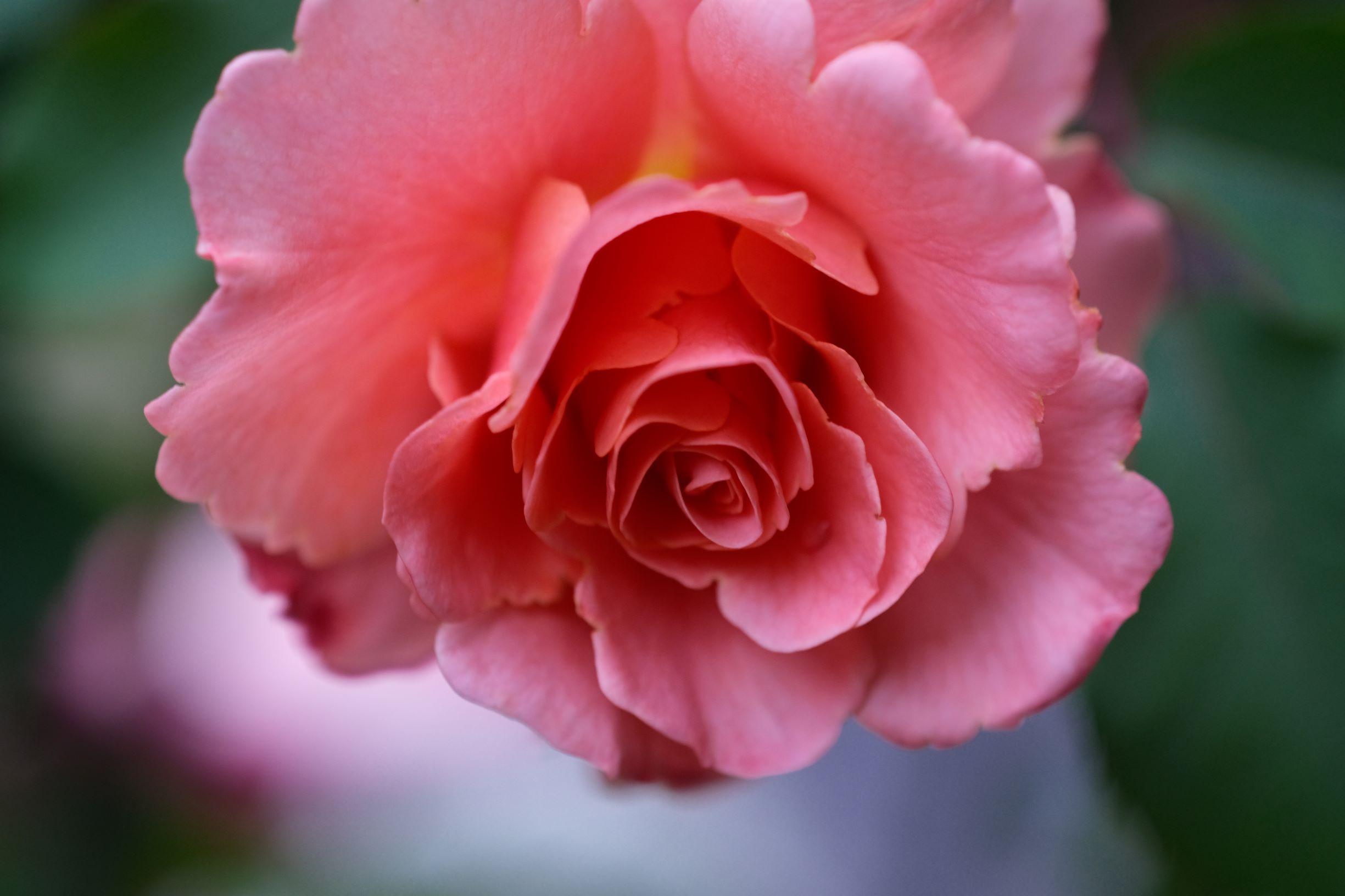 薔薇