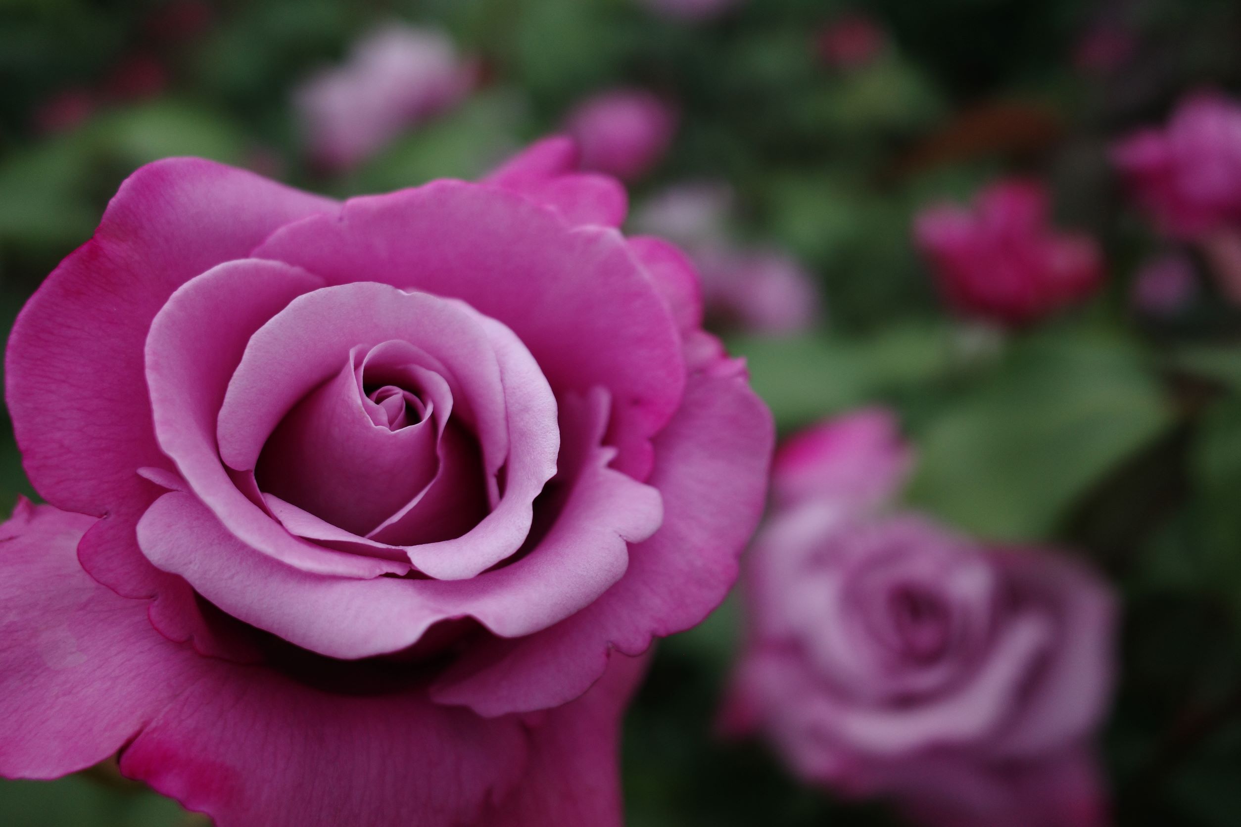 薔薇の花