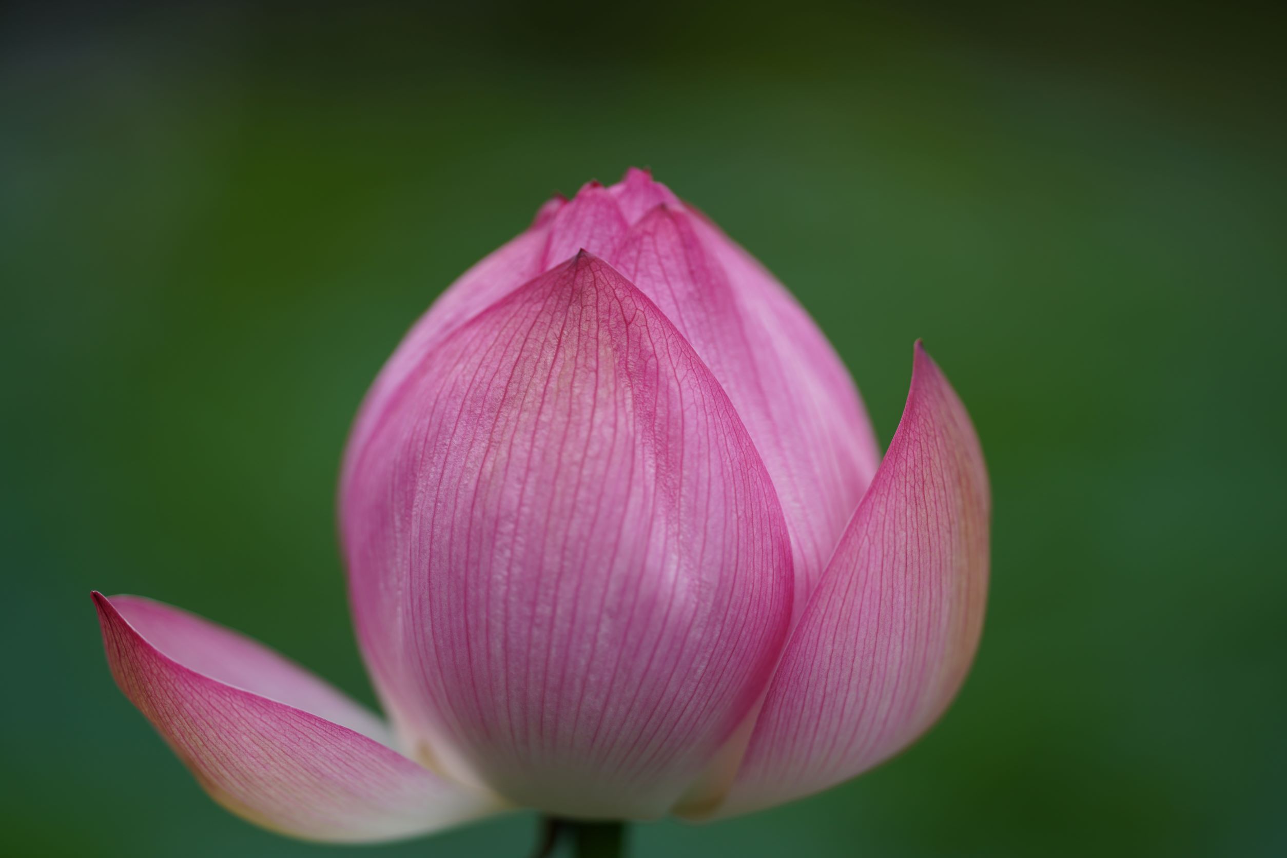 蓮の花