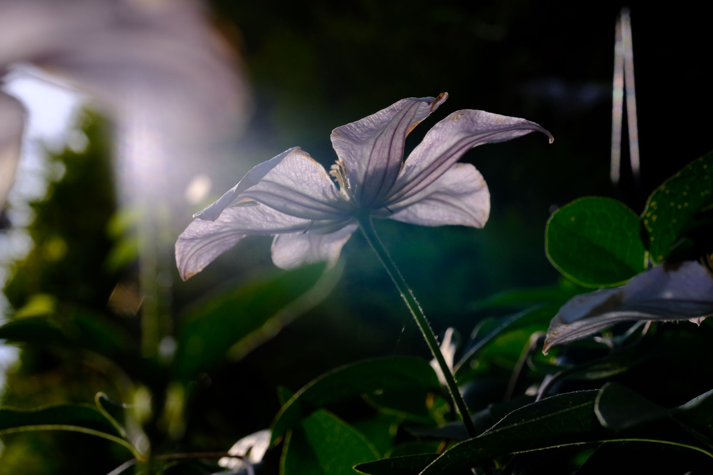 逆行に映える花