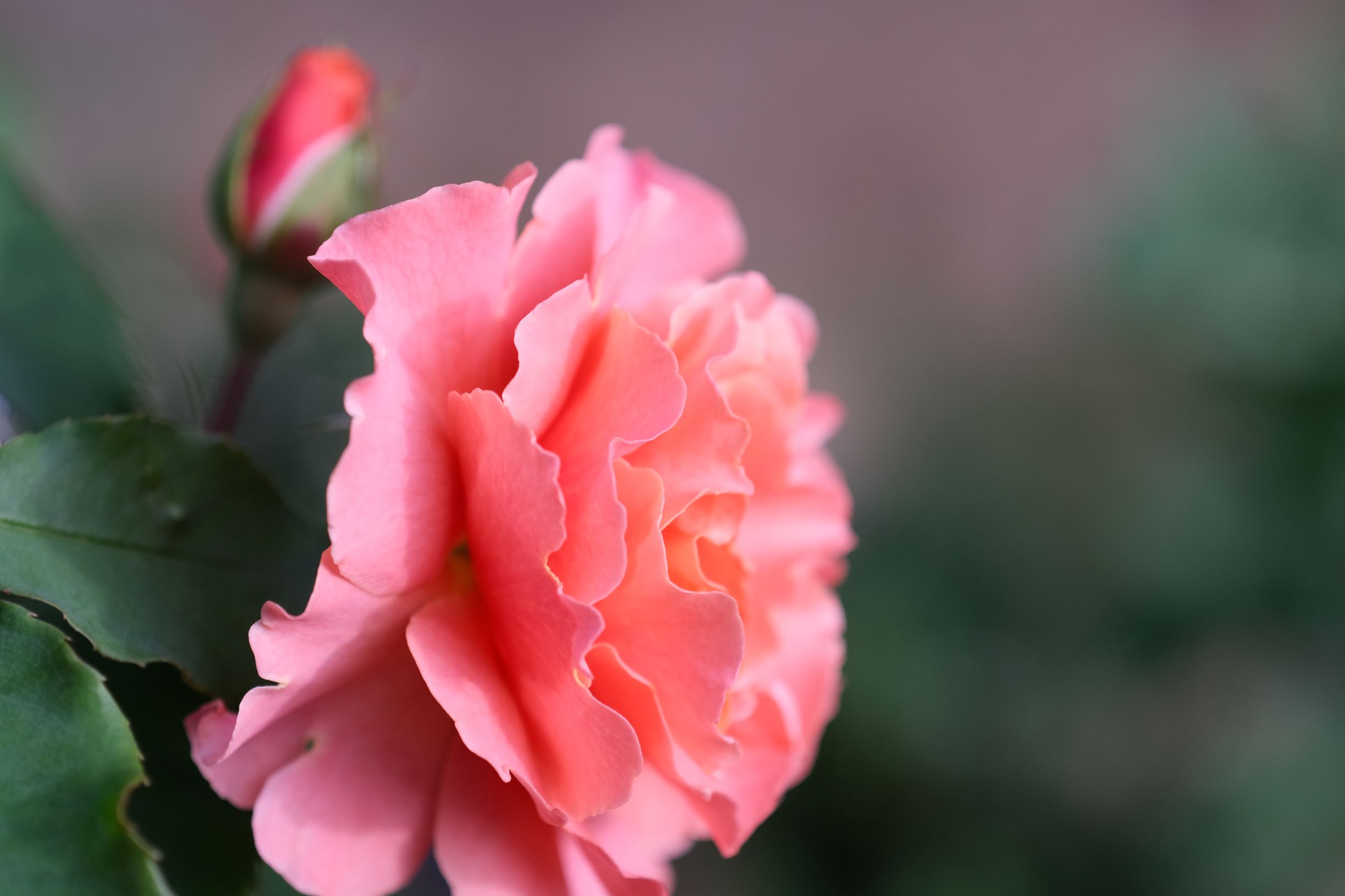 薔薇の花