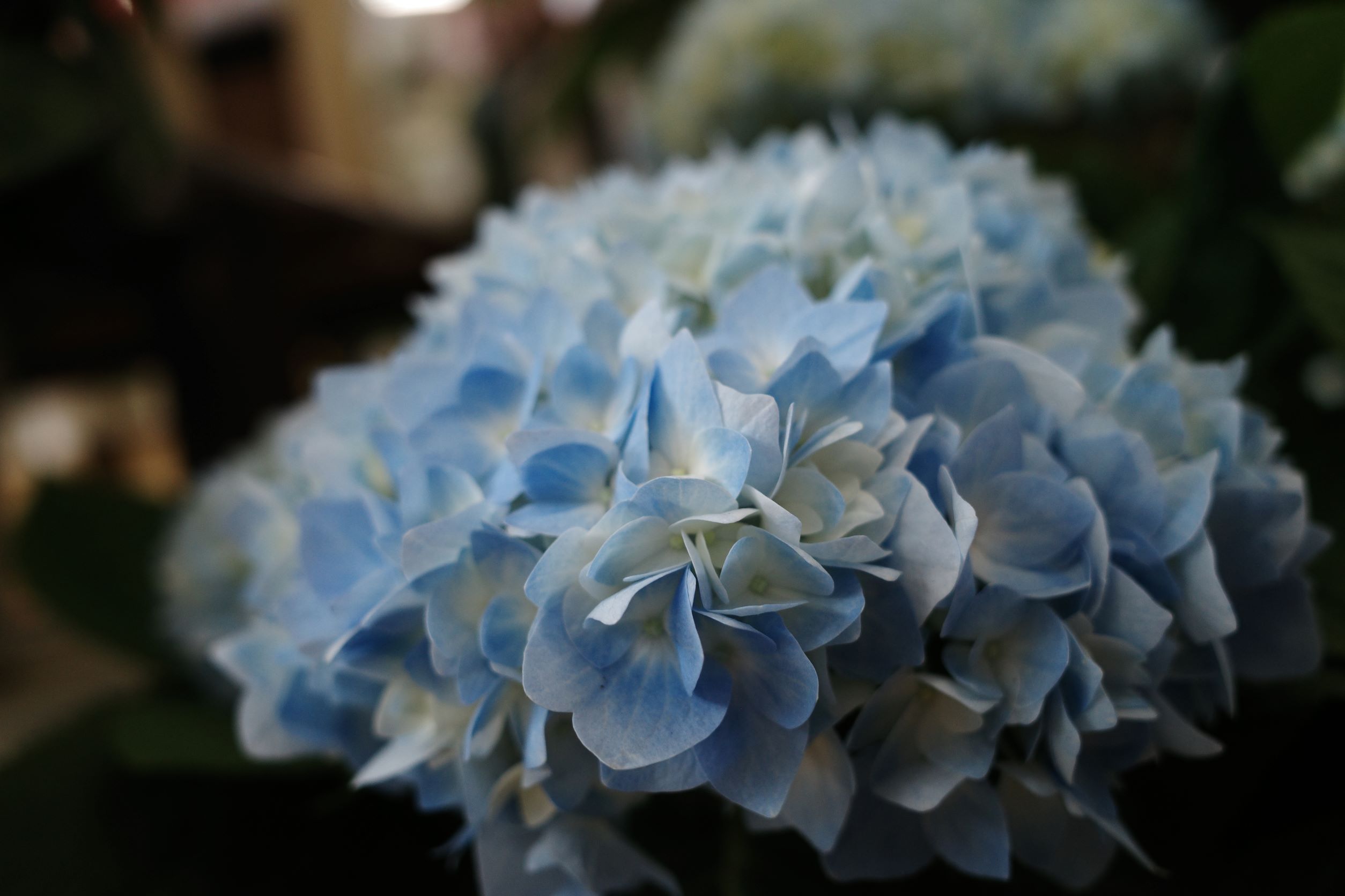 紫陽花